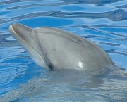 fotos-animais-aquaticos-4