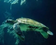 fotos-animais-aquaticos-8