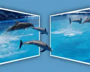 golfinhos-trocando-de-foto.jpg