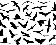 Mais Sobre as Aves (17).jpg