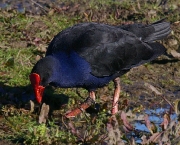 ave-pukeko.jpg