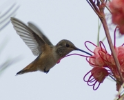 foto-de-beija-flor.jpg