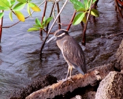 passaro-de-galapagos-2.jpg