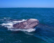 The Pacific gray whale ... numbers are not as bouyant as thought, say scientists.