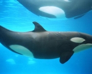 baleia-orca-2.jpg