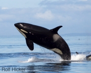 baleia-orca.jpg