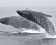 baleias-saltando.jpg