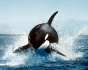 orca-baleia-assassina.jpg