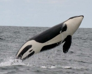 orca-fora-da-agua.jpg