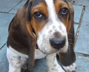 basset-hound-1.jpg