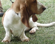 basset-hound-10.jpg