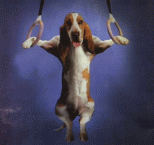 basset-hound-11.gif