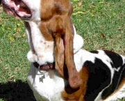 basset-hound-12.jpg