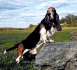 basset-hound-14.jpg