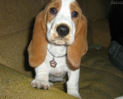 basset-hound-16.jpg