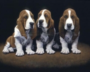 basset-hound-17.jpg