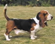 basset-hound-2.jpg