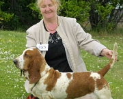 basset-hound-3.jpg