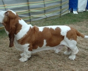 basset-hound-5.jpg