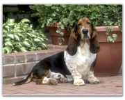 basset-hound-6.jpg