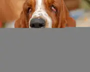 basset-hound-9.jpg