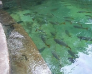 Lago de Peixes em Bonito