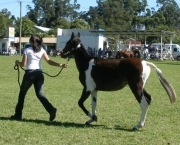 fotos-de-cavalos-de-raca-10