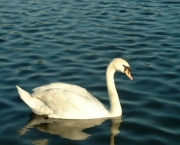 Cisne na Água