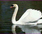 Cisne