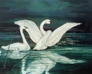 Cisne Voando