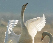 Cisne Voando