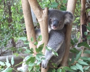 coala-camuflado.jpg