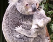 coala-com-filhote.jpg