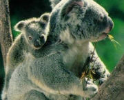 coala-comendo-com-filhote.jpg