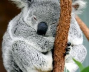coala-dormindo.jpg