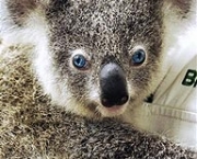 coala-frankie-australiano.jpg