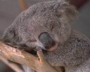coala-preguicoso.jpg