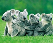 familia-coala.jpg