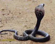 Cobra Naja