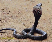 Cobra Naja