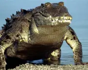 crocodilo-1.jpg