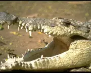 crocodilo-10.jpg