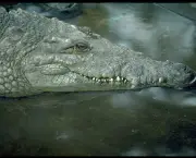 crocodilo-11.jpg