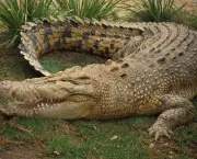 crocodilo-3.jpg