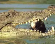 crocodilo-5.jpg