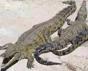 crocodilo-6.jpg