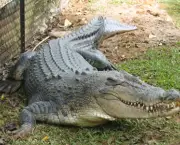 crocodilo.png