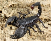 Skorpion Pandinus imperator