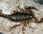 Cercophonis squama