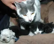 Filhote de Gato